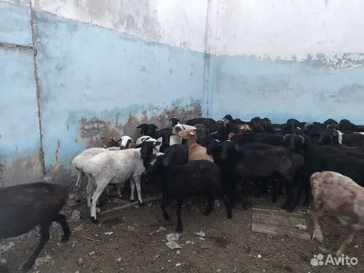 Овцы бараны