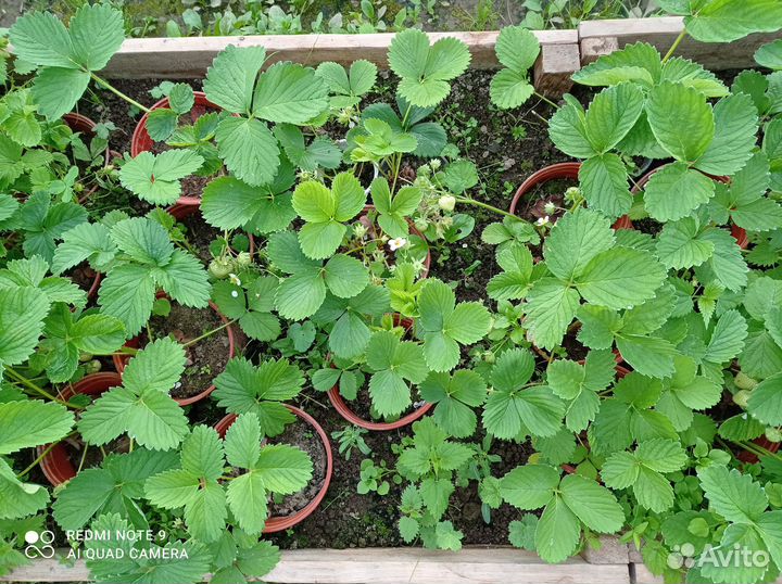 Клубника взрослая в горшках 15 сортов