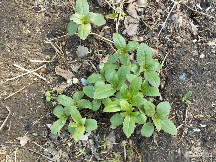 Многолетники для сада цветы