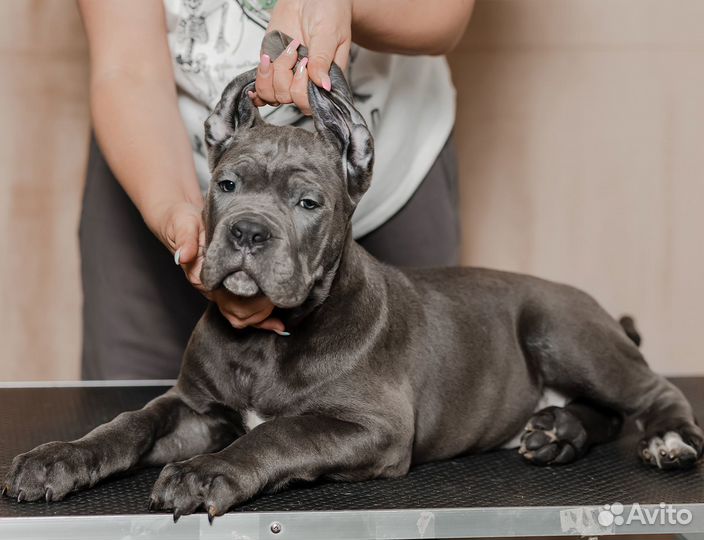 Кане Корсо щенок мальчик