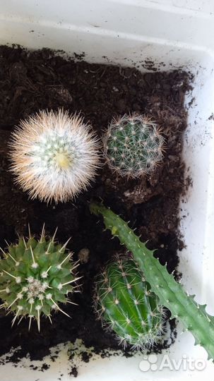 Кактусы вместе с горшком