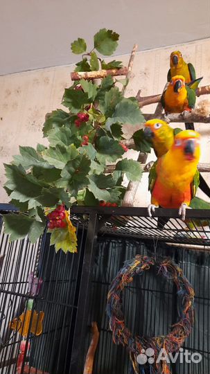 Попугай Аратинга