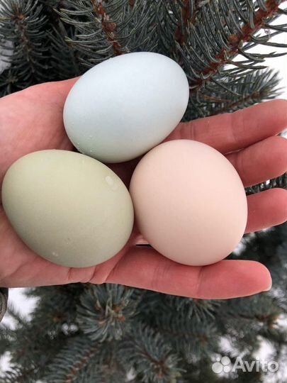 Домашние куриные яйца