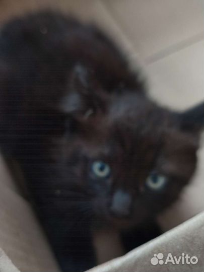 Котята в дар бесплатно