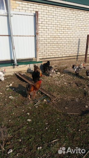 Петух брама