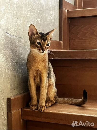 Абиссинская