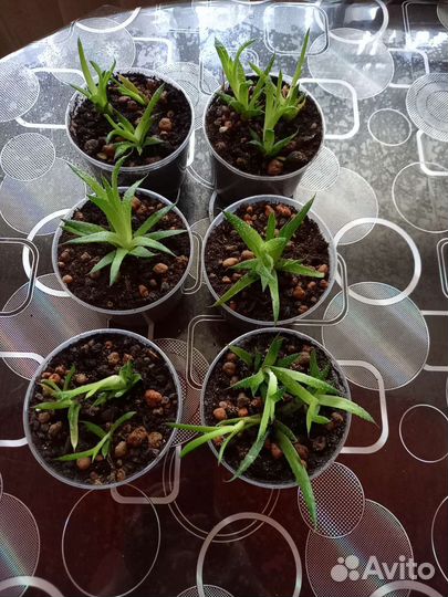 Толстянка(денежное дерево), алоэ