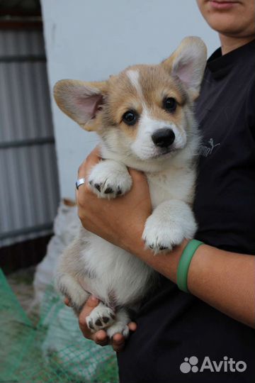 Щенки вельш-корги пемброк