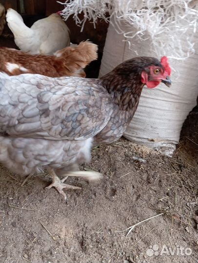 Куры несушки домашние