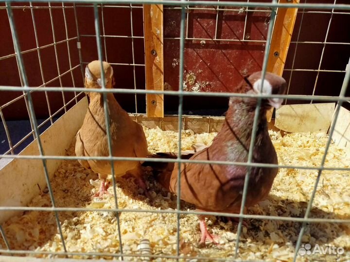 Породистые голуби