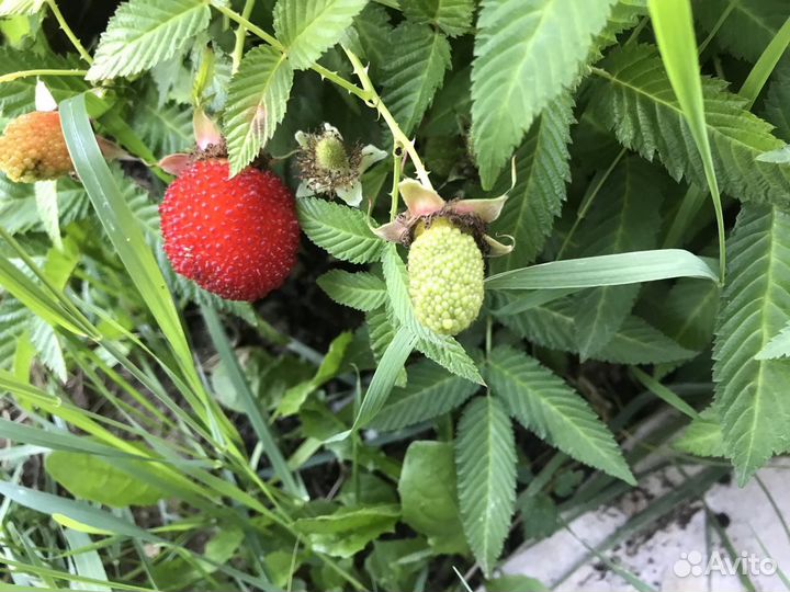 Малина Норвежская