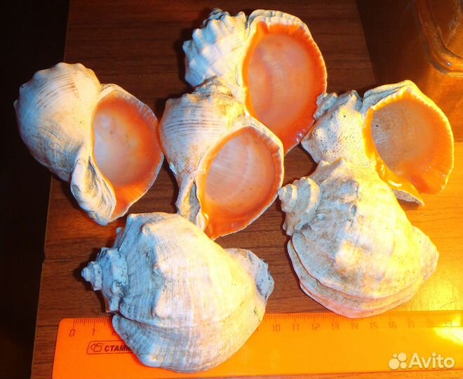 Морские ракушки для интерьера, аквариума