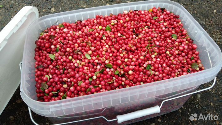 Брусника свежемороженная в наличии