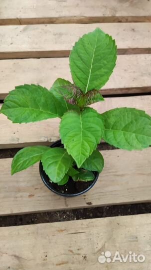 Гортензия крупнолистная Пеперминт