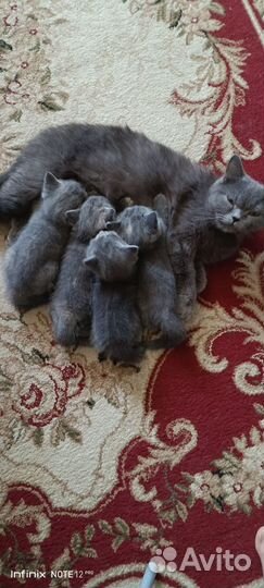 Котята в добрые руки бесплатно