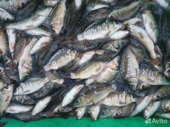 Малек карпа