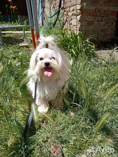 Мальтипу, мини детки