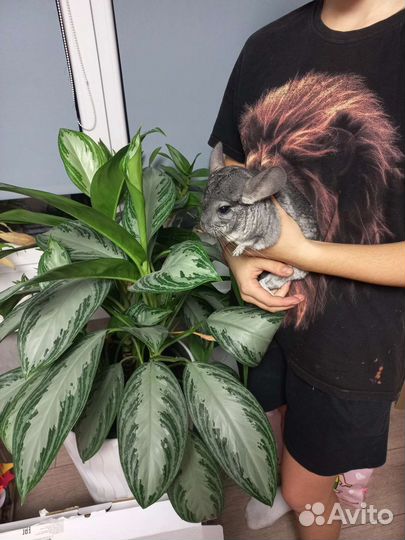 Серебристая шиншилла