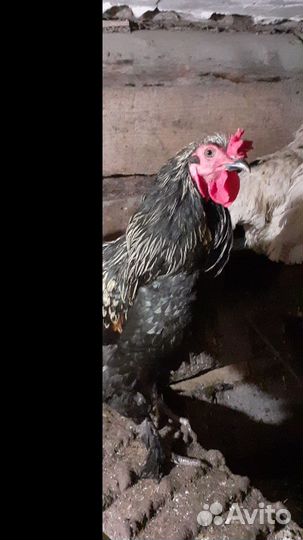 Молодой петух