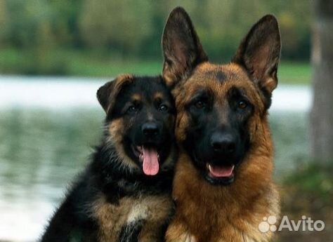 Немецкие овчарята- здоровенькие щеночки
