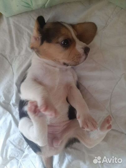 Щенки бигль