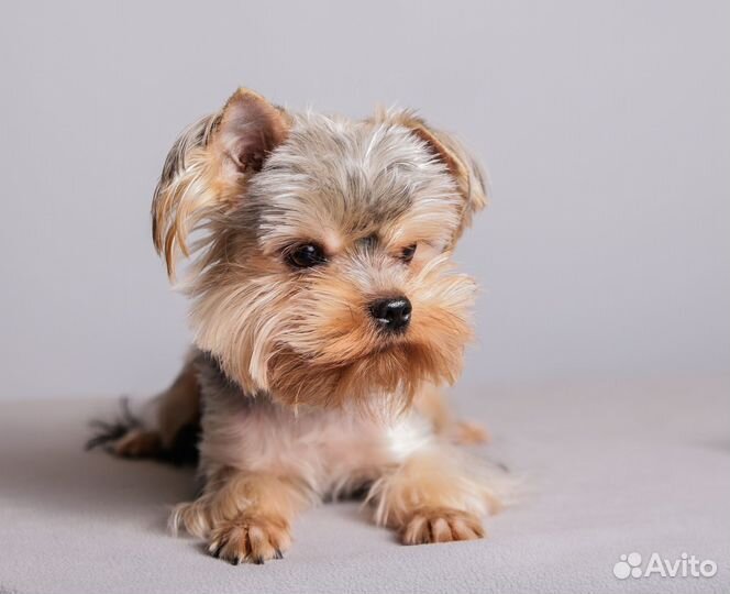 Йоркширский терьер