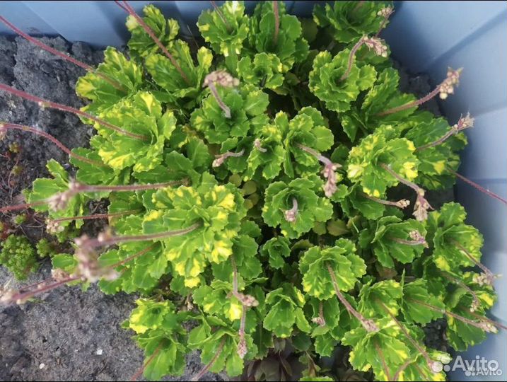 Цветы многолетники