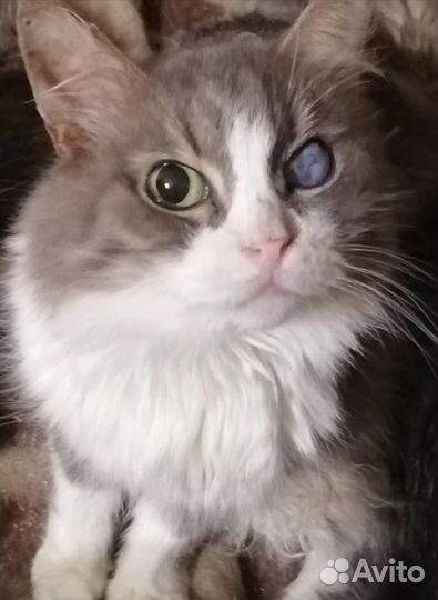 Кошке нужен тёплый уголок