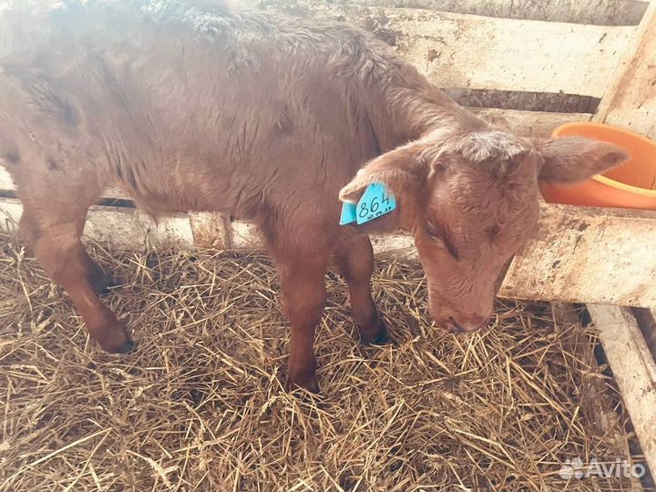 Телята бычки телки быстрая доставка