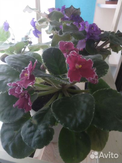 Сортовые фиалки