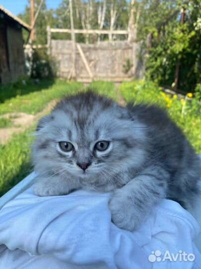 Шотландские котята