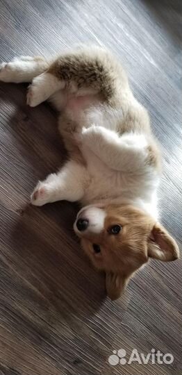 Передержка животных