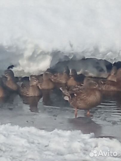 Дикая утка кряква