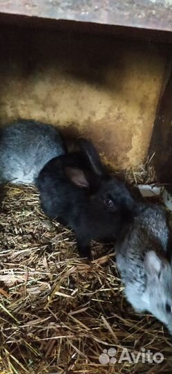 Калифорнийские кролики