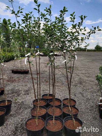 Саженцы кустарников и растения