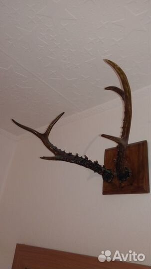 Продам рога Косули