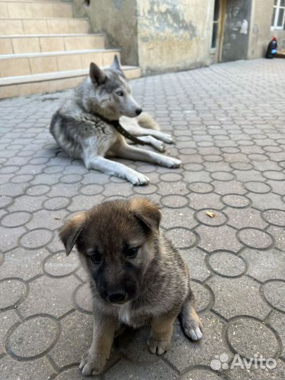 Щенки Хаски