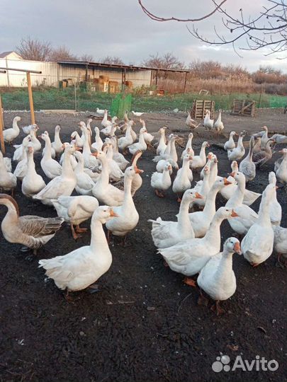 Инкубационные гусиные яйца