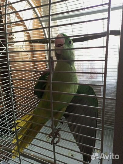 Александрийский попугай (выкормыш)