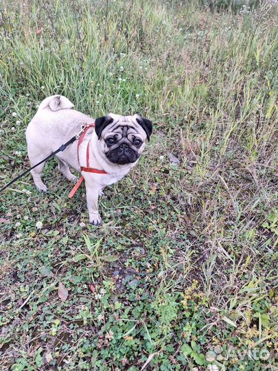 Мопс вязка мальчик