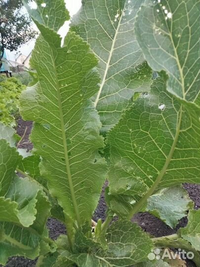 Листья хрена