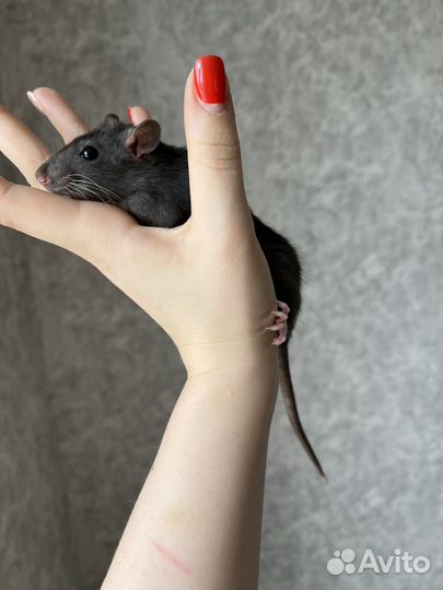 Крысята дамбо