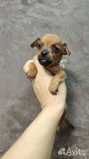 Собака той-терьер