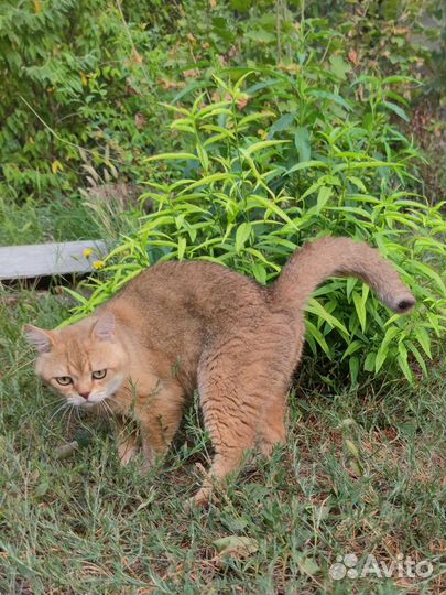 Шотландский котик