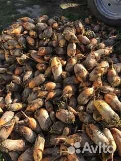 Свекла кормовая