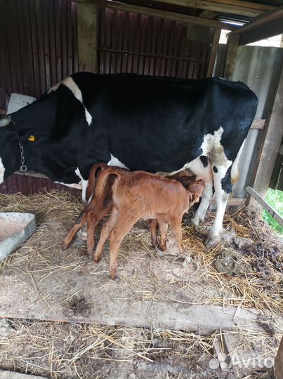 Корова дойная с теленком