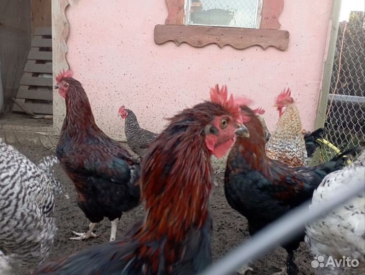 Молодые петухи 6 мес