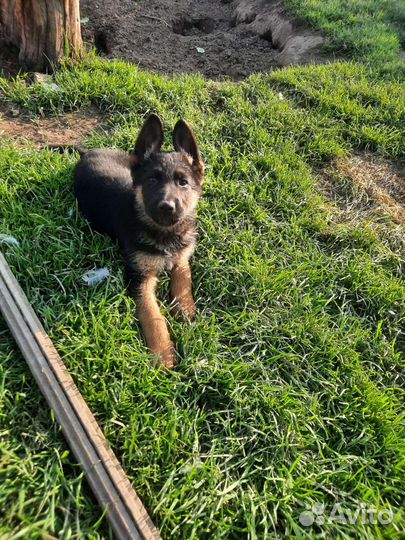 Щенки немецкой овчарки