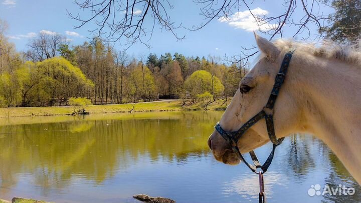 Конные прогулки/аренда лошади для фотосессии