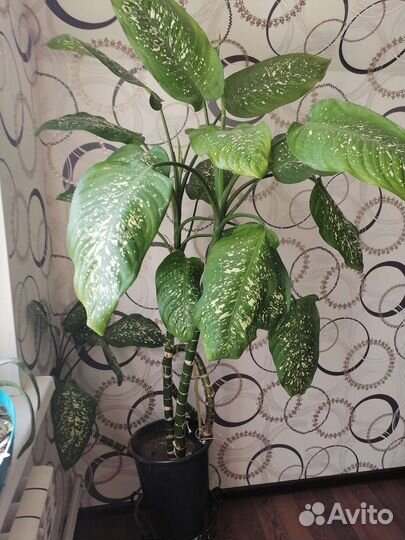 Цветы для дома и сада